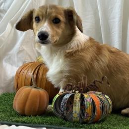Girl 2 - Red female Pembroke Welsh Corgi puppy in Moulton, Alabama from Reed's Pembroke Corgi Welsh