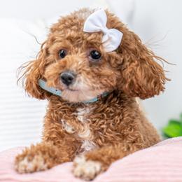 Summer - Poodle