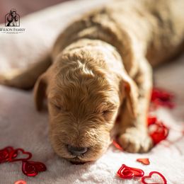 Poodle Puppies from Wilson Family Poodles