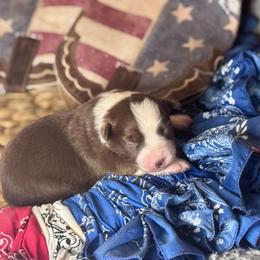 Summer - Red & white female Miniature Australian Shepherd puppy in California from Eagle River Aussies