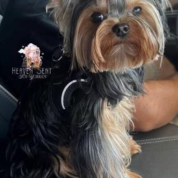 Armani - Yorkshire Terrier