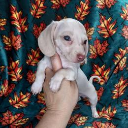 BUDDY - Chocolate and cream male Dachshund puppy in Swink, Oklahoma from Palali Farm