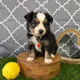 Anna - Black tri female Miniature American Shepherd puppy in Clinton, Missouri from Mockingbirds American Minis