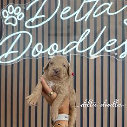 Female 3 - Red female Bernedoodle puppy in Clovis, California from Delta Doodless