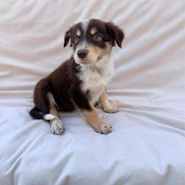Female Red Tri II - Tri-color female Border Collie puppy in Okeechobee, Florida from Cowtown Corgis & Border Collies