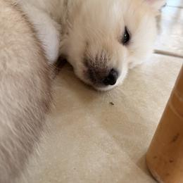 Pomsky Puppies from White Horse Pomsky's