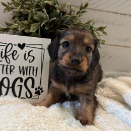 Rusty - Sable male Dachshund puppy in Gerber, California from Red Dirt Doxies
