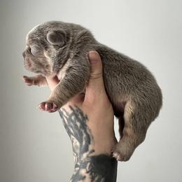 French Bulldog Puppies from Top Billin' Frenchies