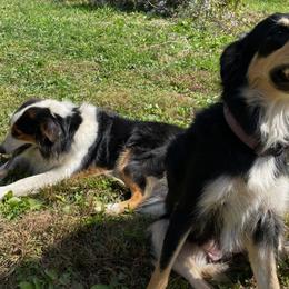 Old Time Scotch Collies from Steepside