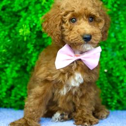 Leo - Red  male Goldendoodle puppy in Brandon, Florida from Murphys Doodles
