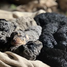 Poodles from Wild Grace Farm Pups