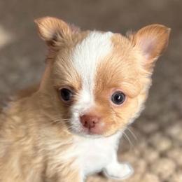 Honey Boo - Cream female Chihuahua puppy in Harlan, Iowa from Home Grown Chihuahuas From Iowa