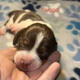Dachshund Puppies from Dunham Dachshunds