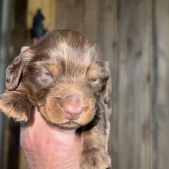 Dachshund Puppies from BellBottoms Dachshunds