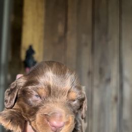 Dachshund Puppies from BellBottoms Dachshunds