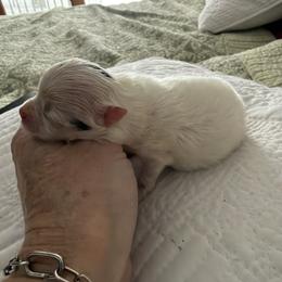 Girl 1 - Black parti female Pomeranian puppy in Grass Lake, Michigan from Chantilly Lace Poms