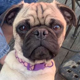 Pugs from Perfect Choice Furbabies