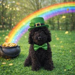 Finn - Black male Goldendoodle puppy in Warrensburg, Missouri from Supreme Doodles