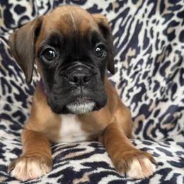 Navie - Fawn female Boxer puppy in Cicero, New York from MK Boxer Haven of CNY
