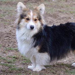 Ace - American Corgi