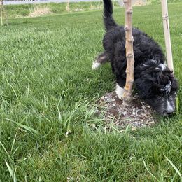 Aussiedoodle, Australian Shepherd, and Miniature Australian Shepherd Puppies from Amie's Aussies & Doodles