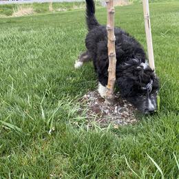 Aussiedoodle, Australian Shepherd, and Miniature Australian Shepherd Puppies from Amie's Aussies & Doodles