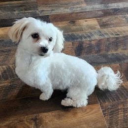 Freya - Maltese