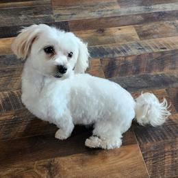 Freya - Maltese