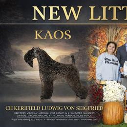 Kaos - Kerry Blue Terrier
