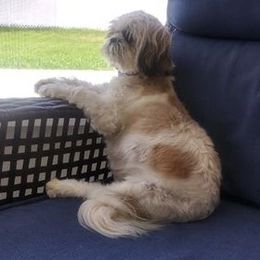 Harley Queen - Shih Tzu