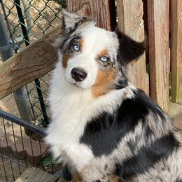 Colt - Miniature American Shepherd