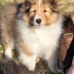 Shetland Sheepdog Puppies from Royal Tea Shelties
