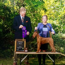 Adele - Irish Terrier