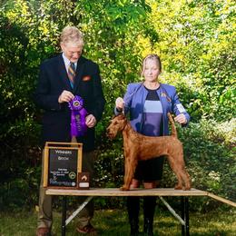 Adele - Irish Terrier