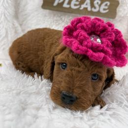 Dolly - Red  female Goldendoodle puppy in Statesville, North Carolina from Ashley's Doodles