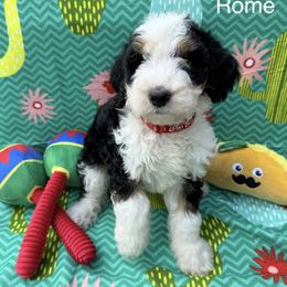 Rome - Tri-color male Bernedoodle puppy in Katy, Texas from Tails of Cypress