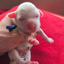 Blue Collar - White male Maltipoo puppy in Sahuarita, Arizona from Cowgirl's Legacy Maltipoos