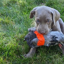 Weimaraner Puppies from SilverRush Weimaraners