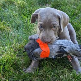 Weimaraner Puppies from SilverRush Weimaraners