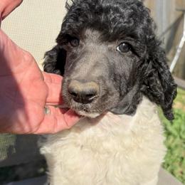 Pecan - Parti male Poodle puppy in Meadowbrook, California from Standard Poodle Pups
