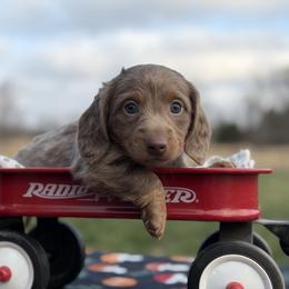 Isabella and Tan - Topaz Boy - Fawn (Isabella) male Dachshund puppy in Knoxville, Tennessee from Over The Moon Minis