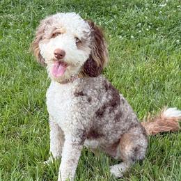 Rue - Bernedoodle