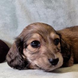 Boy 1 - Cream male Dachshund puppy in Mt. Sterling, Illinois from Doxie Do's