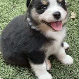 Ivy - Black tri female Toy Australian Shepherd puppy in Luling, Texas from Little Wood Toy and Mini Aussies