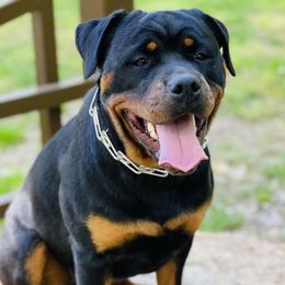 Rottweilers from T&A Rottweilers
