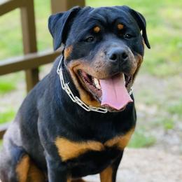 Rottweilers from T&A Rottweilers