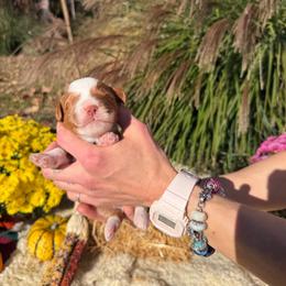 Apricot boy - Apricot male Assorted Doodle Crosses puppy in Bedford, Pennsylvania from Dans Doodlez