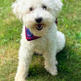 Romeo - Poodle