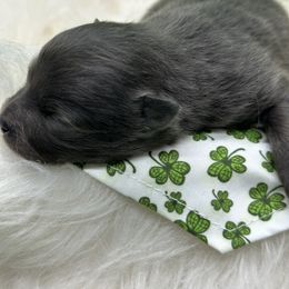 Girl 4 - Blue Pomeranian puppy in Tulsa County, Oklahoma from CP Kennels