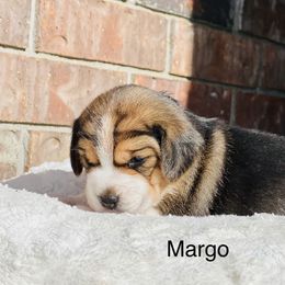 Margo - Black tan and white female Beagle puppy in Mansfield, Missouri from Rippee Creek Kennel